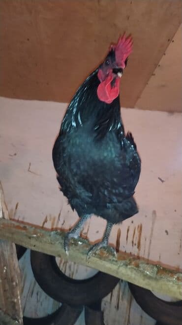 Kənd təsərrüfatı quşları: Xoruz, il: 1, Pulsuz çatdırılma — 3