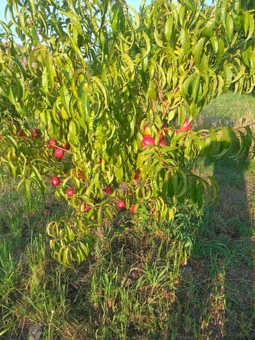 Kia: Nektarin bağı – məhsuldar, bakım görmüş ağaclar - Məhsul: Ağaclarda — 4