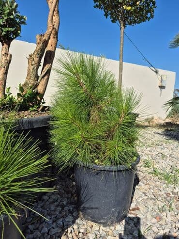 həmişə yaşıl bitkilər: Bağ və landşaft üçün iynəyarpaqlı dekorativ bitkilər - Thuja — 20