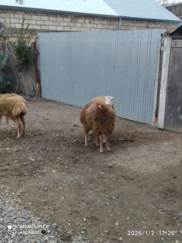 Zaslonkalar: Qoyunlar satılır – 3 baş - Növ: yerli ətlik/yunlu qoyunlar - Rəng — 2