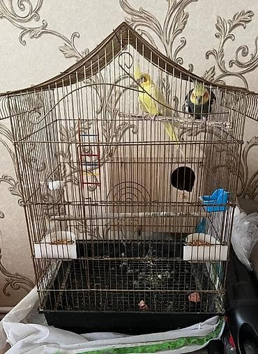 qefes: Nimfa (Cockatiel) cütü və qəfəs dəsti Məhsulun tərkibi: - 2 ədəd — 2