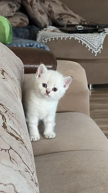 Кошки: Sevimli balaca pişik balası - Cinsə bənzər xüsusiyyətlər: qısa — 4