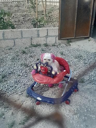 xaski balası: Kiçik itlər üçün geyim dəsti və aksesuar - Dəst: şapka + paltar - — 2