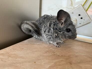 купить британская шиншилла: Çinçilla – boz-mərmər rəngli, yumşaq və sıx xəzli, iri qulaqlı və uzun — 4