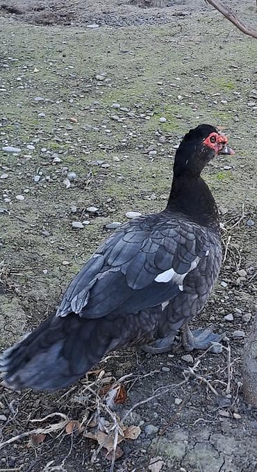 qaz ördek: Erkək, | Macar, Damazlıq, Pulsuz çatdırılma — 5