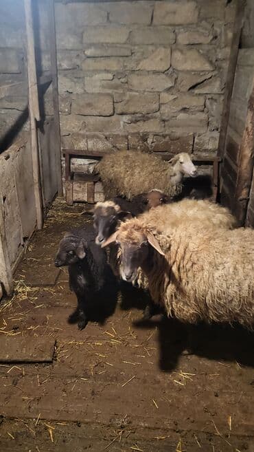 iri buynuzlu mal: Satılır: qoyun sürüsü Qiymət razılaşma yolu ilə. Hələ indi 1ci — 5