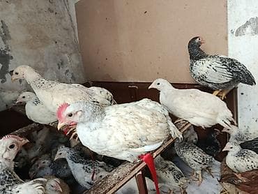 qırqovul cücələri: Toyuq cücələri, Ətlik — 3