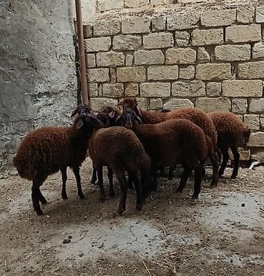 Quzu: Qala quzular satlı 5 Erkek 5 Dişi — 4