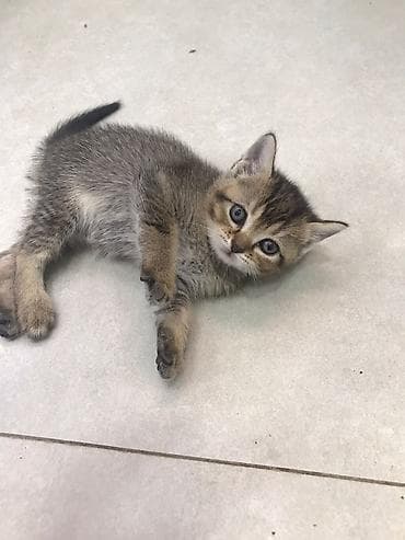 Tabbi, Yaxşı əllərə