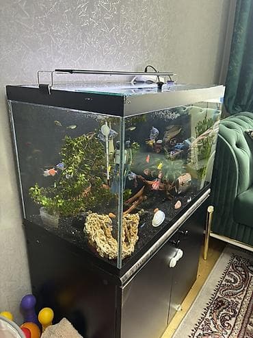 akvarium 90x40x50: Akvarium-şkaf, Balıqlarla birlikdə, 126 l — 1