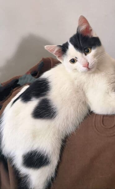 Птицы: Самец, В добрые руки, Самовывоз — 1