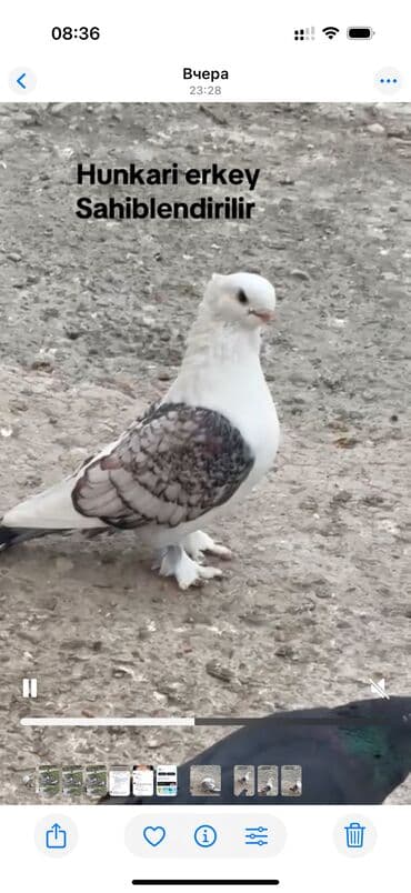 Hunkari erkey satilir lalafo.az -da Hunkari erkey satilir