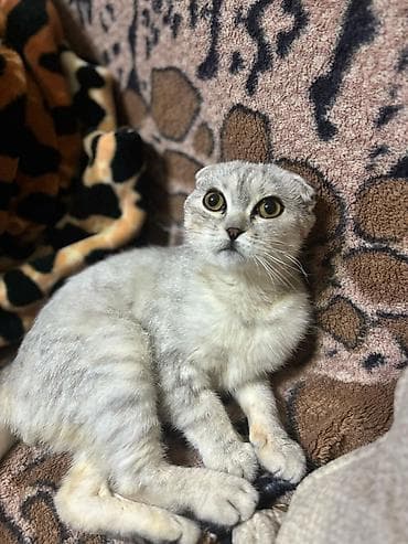 erkek pisik: Şotland yastı qulaq, Erkək, Yaxşı əllərə, Ünvandan götürmə — 6