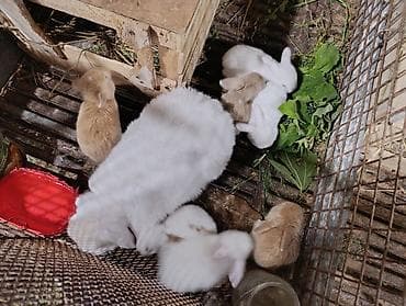 ov iti type 0 per page 40: Holland lop ve yerli cins dovsanlar 1 ayları tamam olmayib.mini — 9