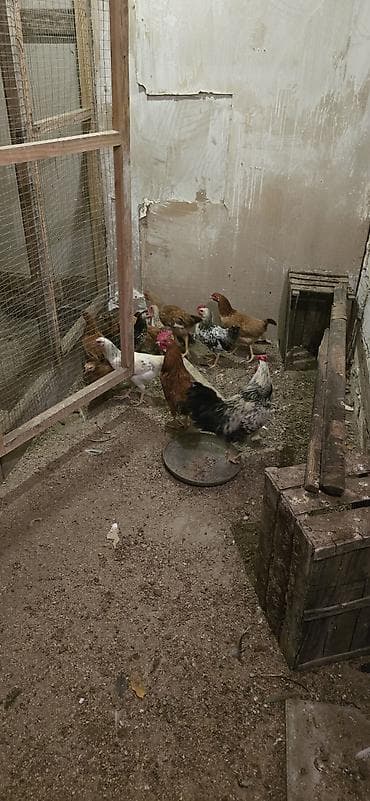 cins at: Mətn: Yerli qarışıq cins toyuq sürüsü - Sürüdə erkək və dişi toyuqlar — 1