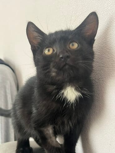 Qara pişik balası – sinəsində kiçik ağ ləkə ilə - Növ: Ev pişiyi