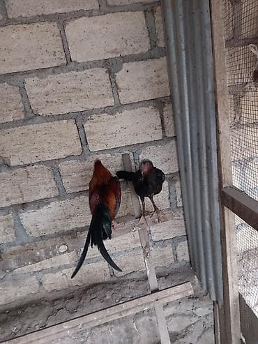 Kənd təsərrüfatı quşları: Salam Gəncədədi xoruz 500 qram fərə 800 qram Yakido Yapon dekorativ — 5