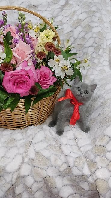 at satisi: Britan, Dişi, Pulsuz çatdırılma — 2