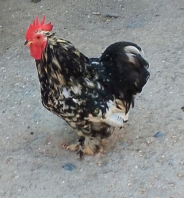 Lyankyar(Motlet) cinsindən olan toxumlar. Yalnız xoruz qalıb 1ədəd