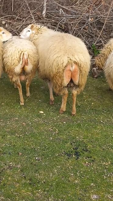 Зоотовары: Самец, лет: 2, 75 кг, Для разведения, Для мяса, Самовывоз — 3