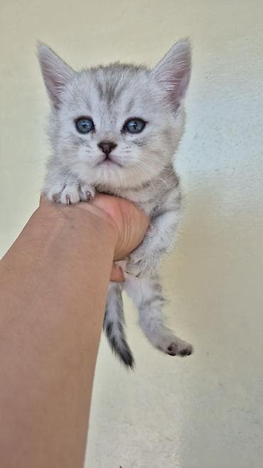 british fold: Şotland — 5