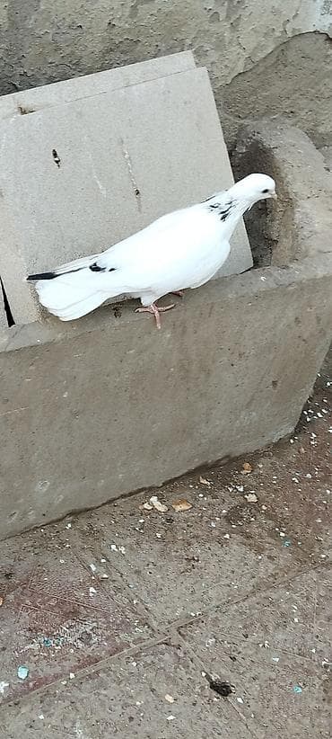 delfin göyərçin: Boynu Zirəli 1 tük cavan erkekdir.Tam sağlamdir.Tutulmadir.Uzun — 2