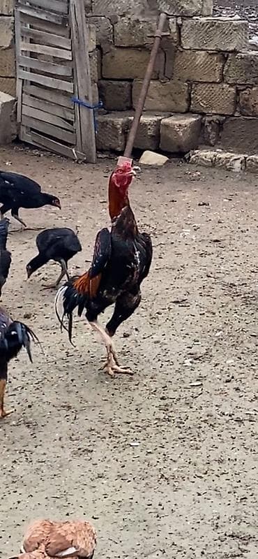 cat: Xoruz, Heyratı, il: 2, Ünvandan götürmə, Ödənişli çatdırılma — 2