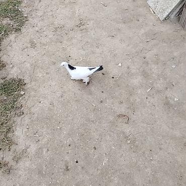 haski it adlari: Cins göyərçinlər – ayaqları lələkli, müxtəlif rəng çeşidlərində — 3