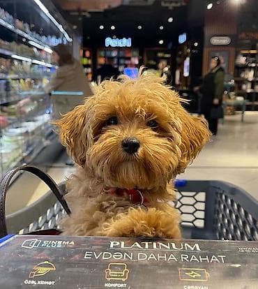 Птицы: 2 месяца, Самка — 2