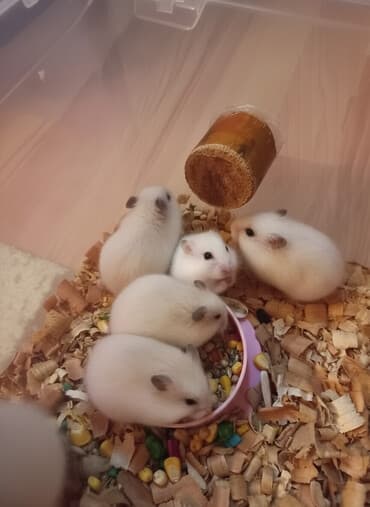 pişiy balası: Sevimli hemsterlar nadir uzun tuklu olurlar böyüyəndə cinsi erkey və — 1