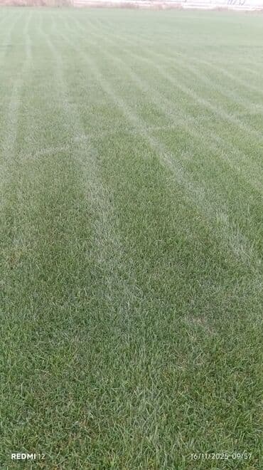 qazon suni: Rulet şəklində hazır qazon örtüyü - Tətbiq: həyət və bağ sahələri — 9