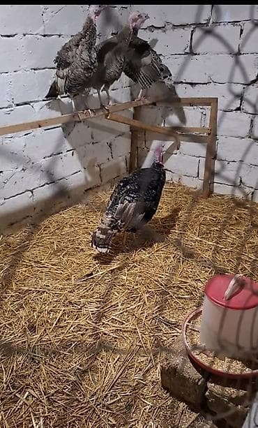 Аквариумы: Самка, Для разведения — 4