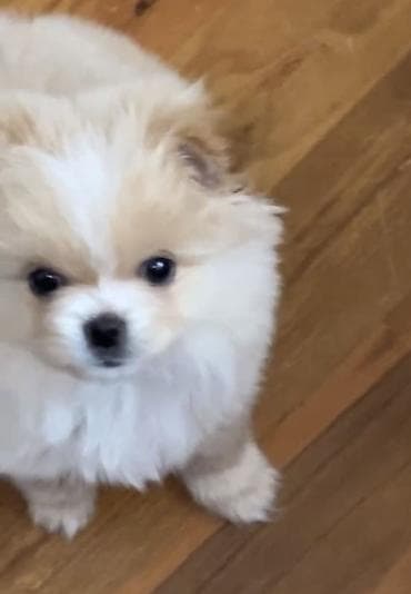 pitbul sekilleri: Malta bolonka, 4 ay, Dişi — 3