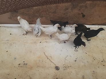 yaponka cucesi: Ağ-qara-bəzəkli hamısıda ayaqları lələkli 2 balaca sort yaponkalar — 2