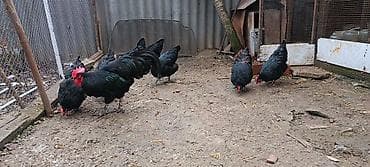 qara avstralop: Məhsul: Qara toyuq sürüsü (yumurtacı cins) Təsvir: - Şəkillərdə tam — 3