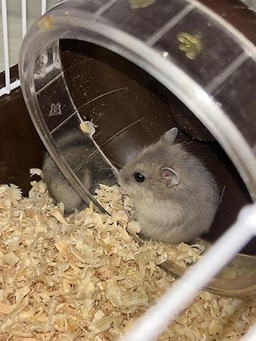 agilli yem qabi: Cücəcik xırda gəmirici – hamster - Növ: xırda cırtdan hamster (dwarf — 4
