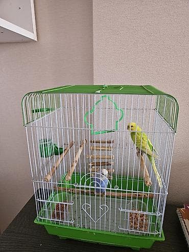 hamster evi: Budaqlar və aksesuarlarla tam avadanlıqlı quş qəfəsi - Ölçü: orta — 1