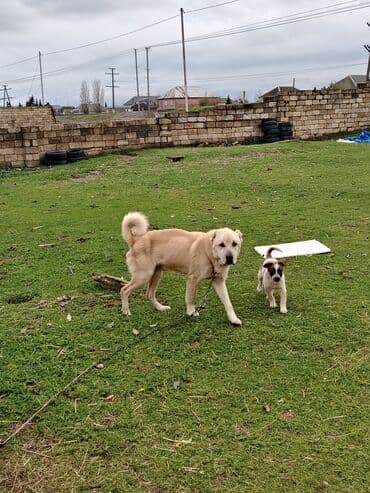 джек рассел терьер цена в баку: Алабай, 1 месяц, Самец, Для вязки, Самовывоз — 5