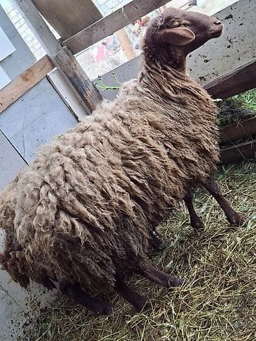 Рогатый скот: Qurbanliq qoc 10 ayliq unvan zire — 3