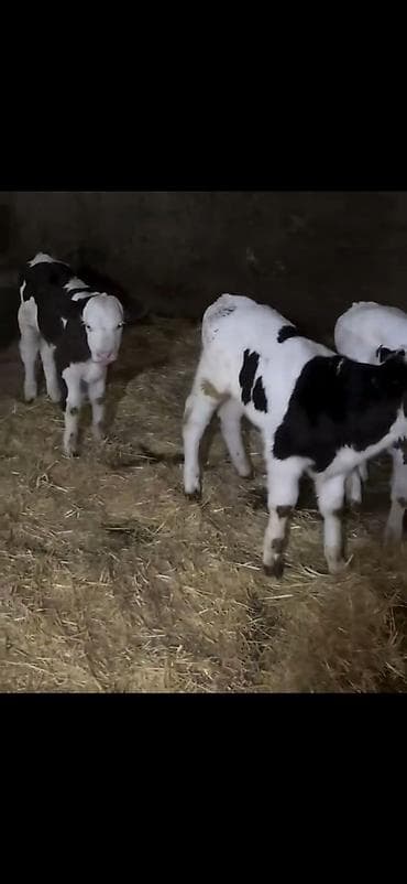 dişi buzov: Satış üçün buzovlar - Növ: südlük/dana növü, qarışıq ləkəli rənglər — 3