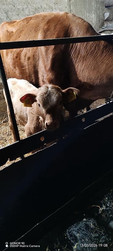 disi pisik: Dişi, Simental, il: 4, 950 kq, Südlük, Rayonlara çatdırılma — 4