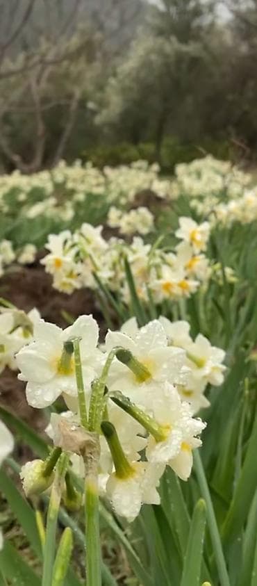 nergiz gulleri: Məhsul: Nərgiz (Narcissus) kəsmə güllər Təsvir: - Ağ ləçəklər və — 2