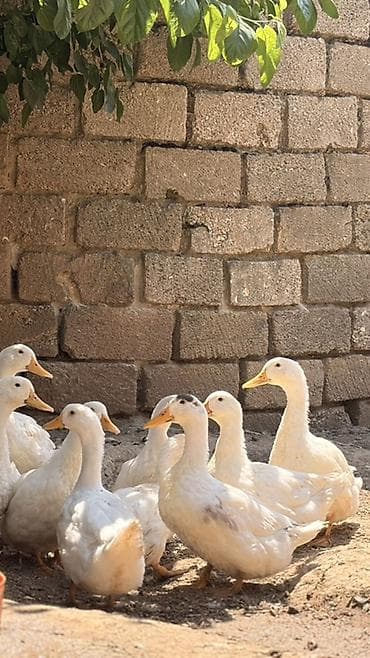 Ağ rəngli ördəklər – təsərrüfat və həyət üçün - Cins: Ağ Pekin tipli — 2