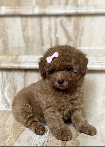 Pudel, 1 ay, Erkek, Ödənişli çatdırılma