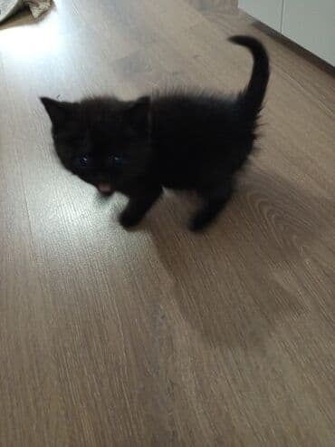 Britan, Dişi, Ödənişli çatdırılma — 3