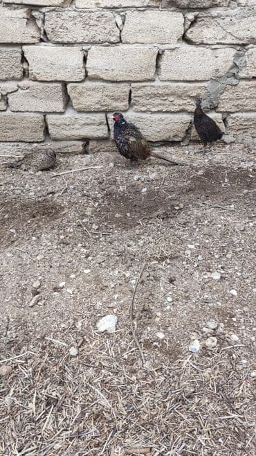 geref quşu: Toyuq, Damazlıq — 6