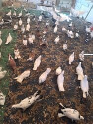 quş yuvasi: 4 manat Təsvir: - Növlər: müxtəlif rəng və naxışlarda ev/oyun — 19