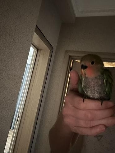 keci bazarı: Sevimli əlçimlik papuqay – sevgiquşu (lovebird) balası Əldə durur — 2