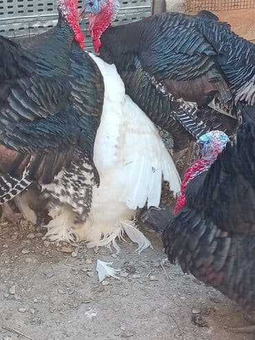 hinduska yumurtasi nece gune cixir: Dişi, Kanada, Yumurtalıq — 3