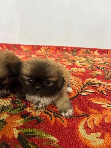 Pekines, 4 ay, Ödənişli çatdırılma lalafo.az -da Pekines, 4 ay, Ödənişli çatdırılma